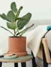 Ficus Audrey