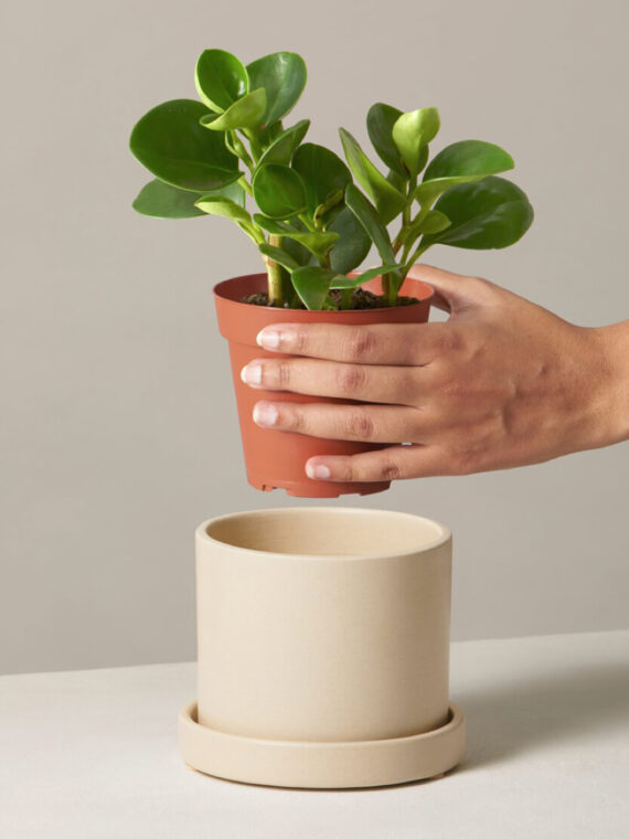 Peperomia Obtusifolia