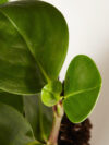 Peperomia Obtusifolia