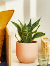 Snake Plant Laurentii