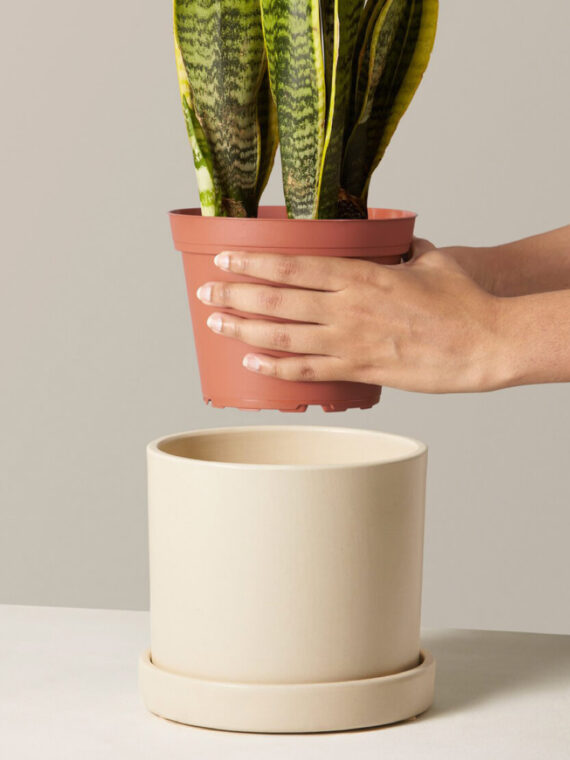 Snake Plant Laurentii