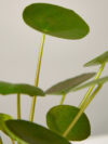 Pilea Peperomioides