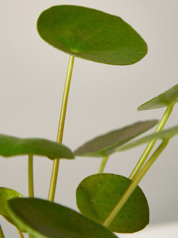 Pilea Peperomioides