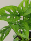 Monstera Adansoni