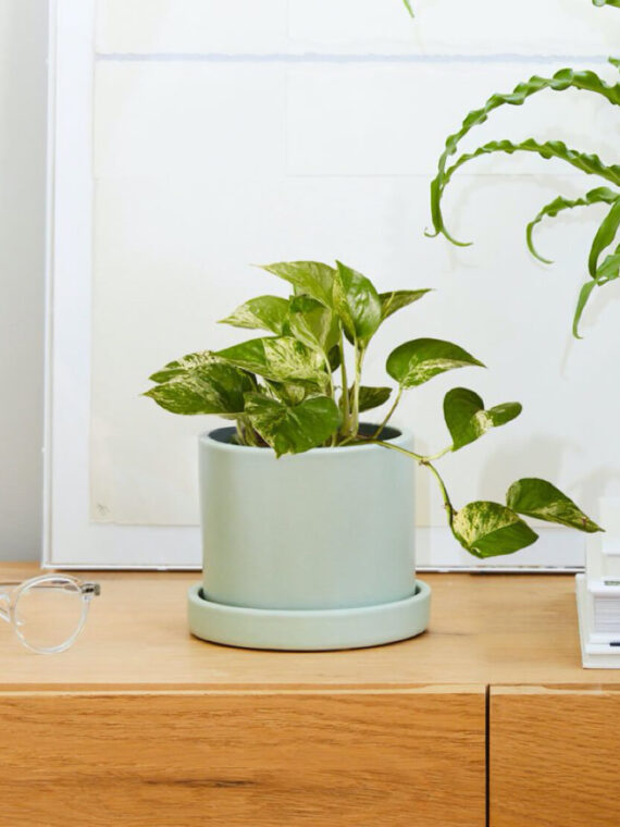 Marble Pothos