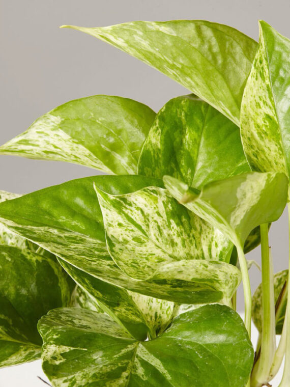 Marble Pothos