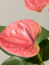 Pink Anthurium