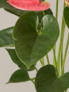 Pink Anthurium