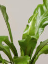 Bird's Nest Fern Nidus