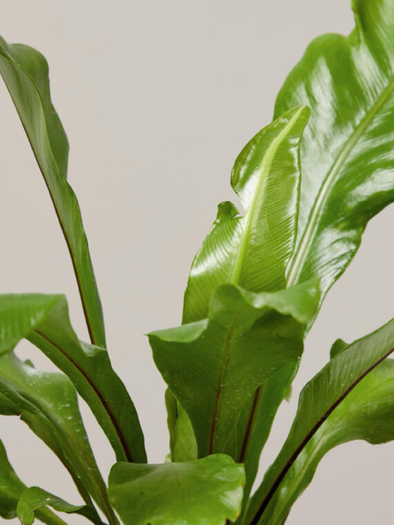 Bird's Nest Fern Nidus