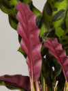 Calathea Rattlesnake