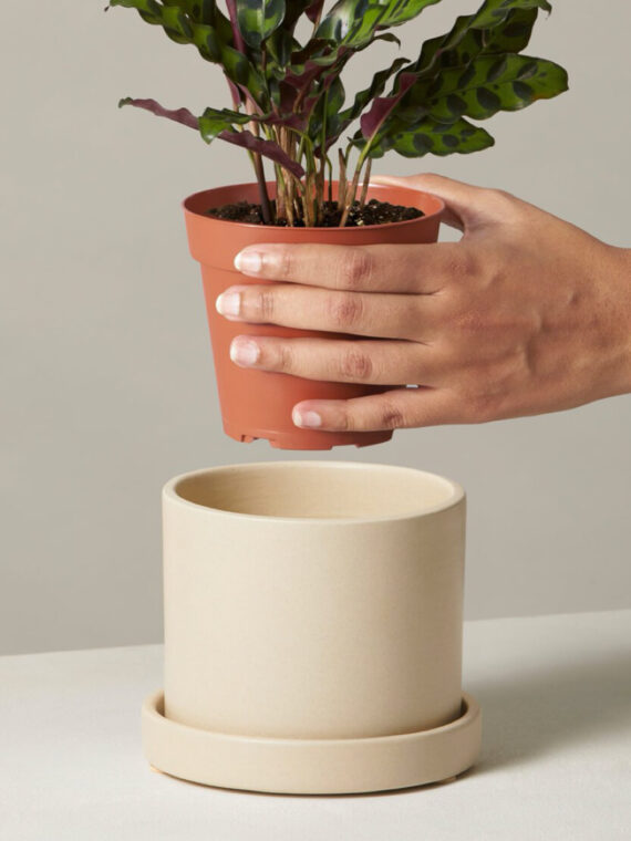 Calathea Rattlesnake